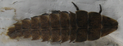 Larva